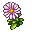 Small Daisy