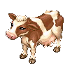 Little Dairy Cattle image