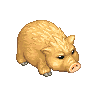 Pig image